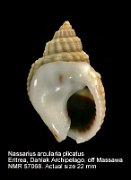 Nassarius arcularia plicatus (3)